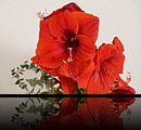 Blume rot_MG_6089_a.jpg