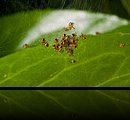 Kreuzspinnen Nest_MG_6533_a.jpg