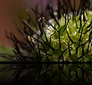 Kornblume_MG_6583_a.jpg